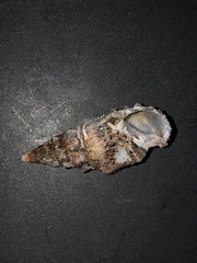 Cerithium maculosum