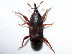 Sitophilus zeamais