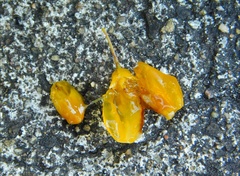 Lycium boerhaviifolium