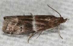 Moodna ostrinella