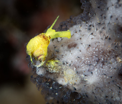 Epidendrium billeeanum