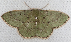 Nemoria lixaria