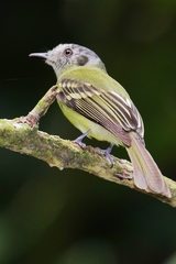 Leptopogon superciliaris