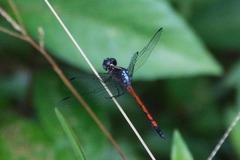 Dasythemis