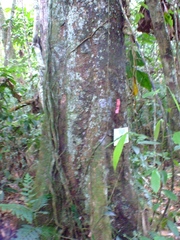 Guarea kunthiana