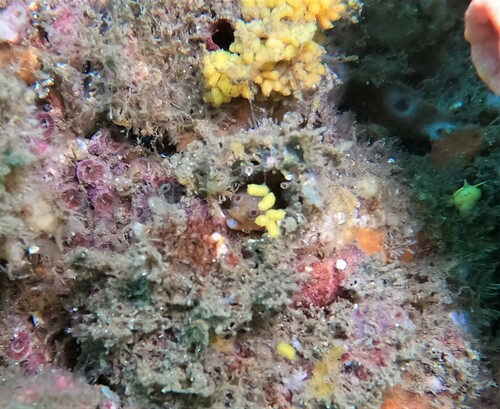 Warthead Blenny