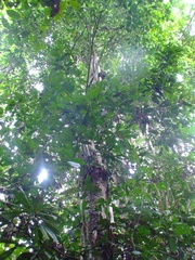 Guarea kunthiana