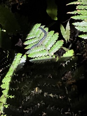 Cormocephalus rubriceps