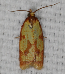 Sparganothis sulfureana