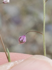 Thysanocarpus curvipes