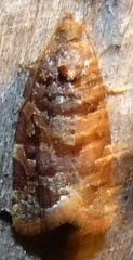 Argyrotaenia tabulana