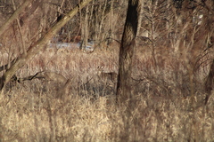 Odocoileus virginianus