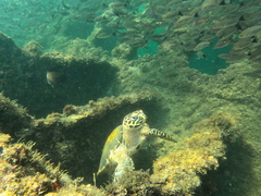 Eretmochelys imbricata