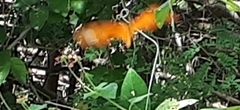 Dryas iulia