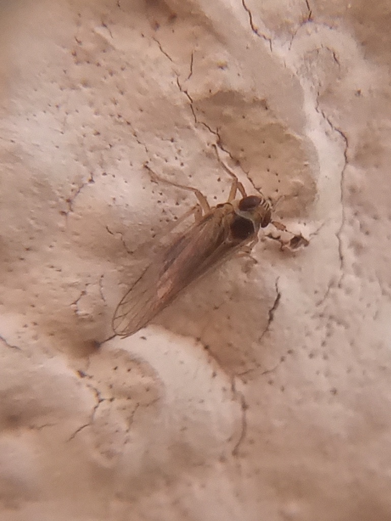 Delphacid planthopper
