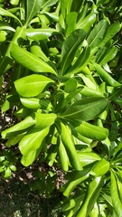 Scaevola taccada