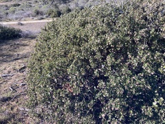 Arctostaphylos tomentosa
