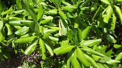 Scaevola taccada