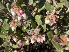 Arctostaphylos tomentosa