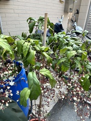 Clerodendrum schmidtii