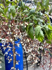 Clerodendrum schmidtii