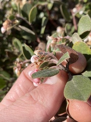 Arctostaphylos tomentosa