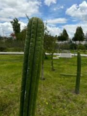 Trichocereus macrogonus
