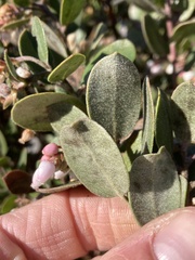 Arctostaphylos tomentosa