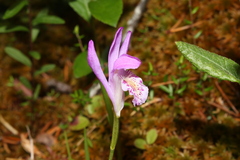 Arethusa bulbosa