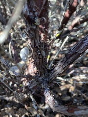Arctostaphylos tomentosa