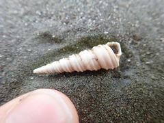 Stiracolpus