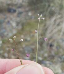 Thysanocarpus curvipes