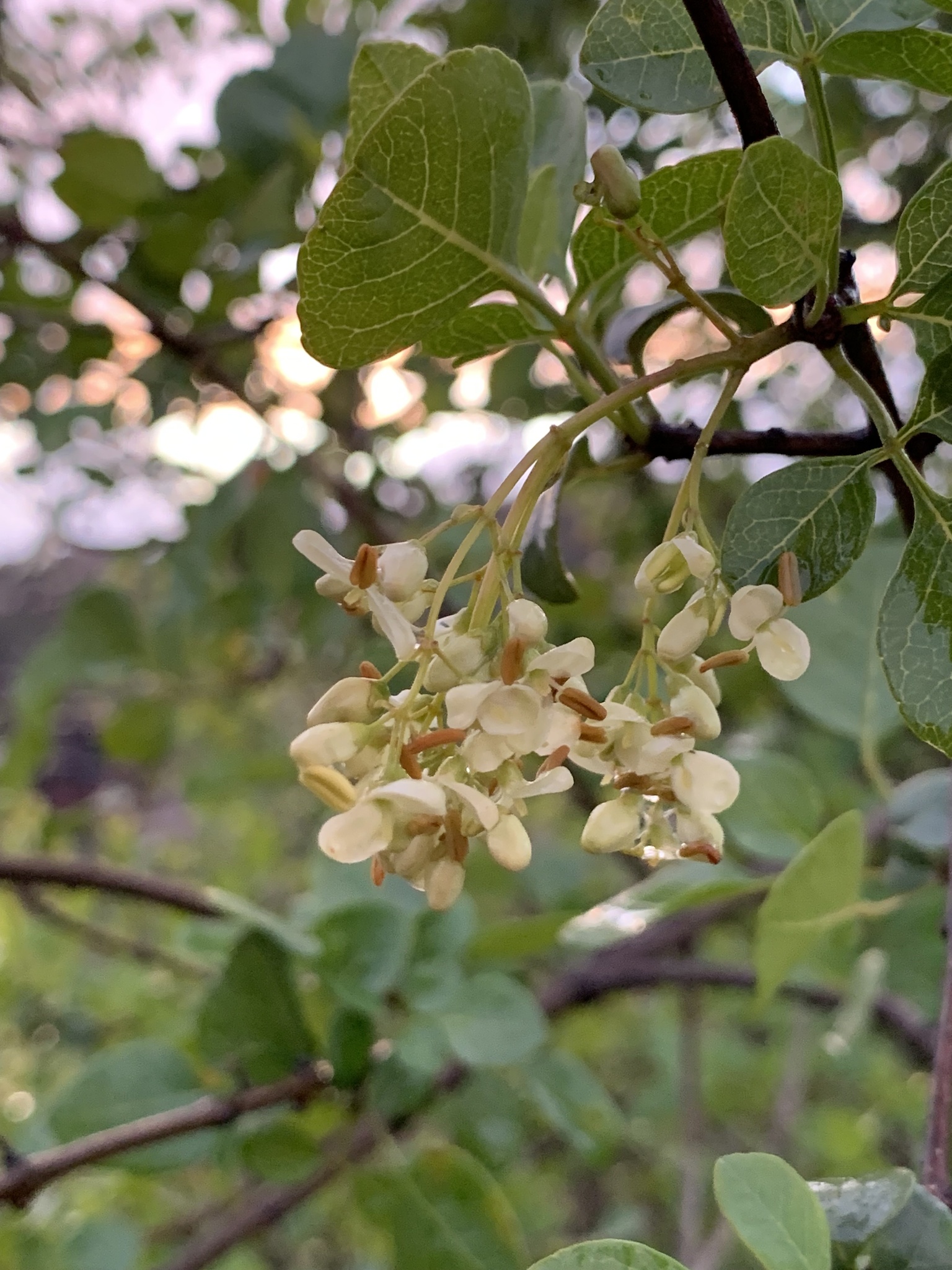 chaparral ash (Fraxinus parryi) · iNaturalist