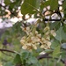 Chaparral Ash - Photo (c) growbadlands, some rights reserved (CC BY-NC), uploaded by growbadlands