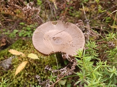 Amanita pekeoides