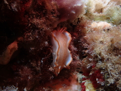 Glossodoris rufomarginata