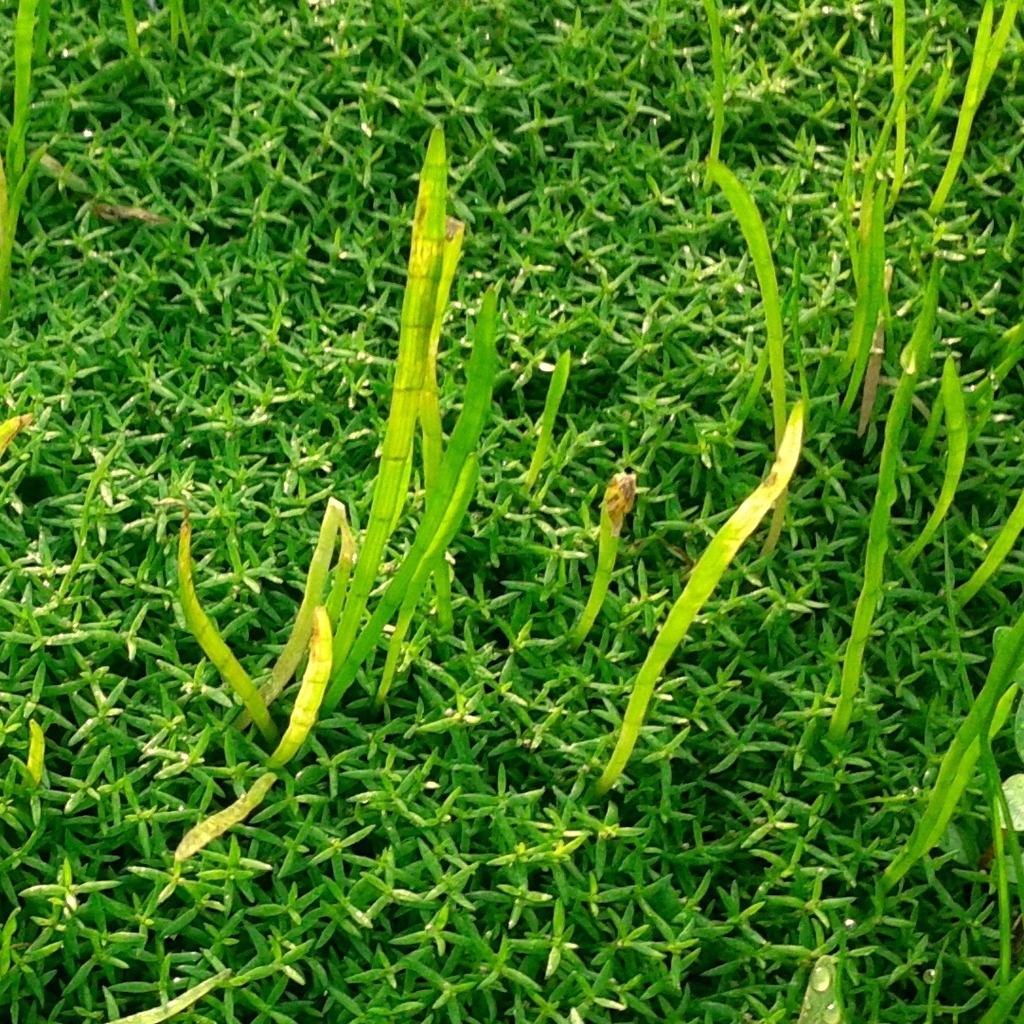 Lilaeopsis brasiliensis
