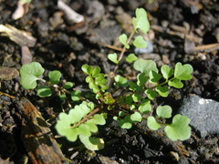 Cardamine bonariensis
