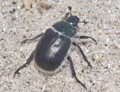 Paracotalpa deserta