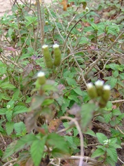 Lippia dulcis
