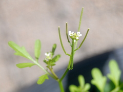 Cardamine bonariensis