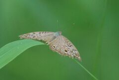 Junonia atlites atlites