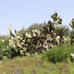 Opuntia oricola