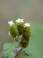 Lippia dulcis