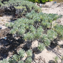 Tournefortia gnaphalodes