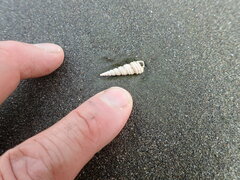Stiracolpus