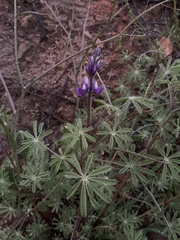 Lupinus sparsiflorus