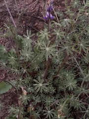 Lupinus sparsiflorus