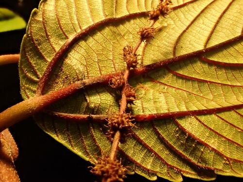 Boehmeria grandis observed 2022-09-30