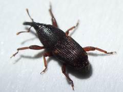 Sitophilus zeamais